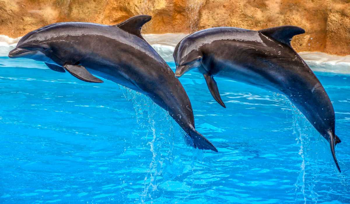 Espectáculo de delfines